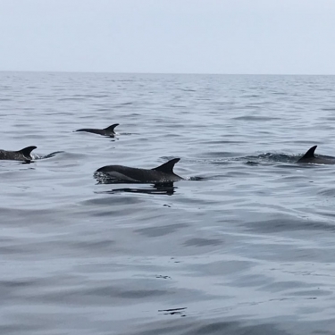 Dixon's Zodiac Seafari